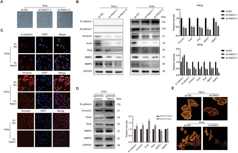 Int J Biol Sci Image