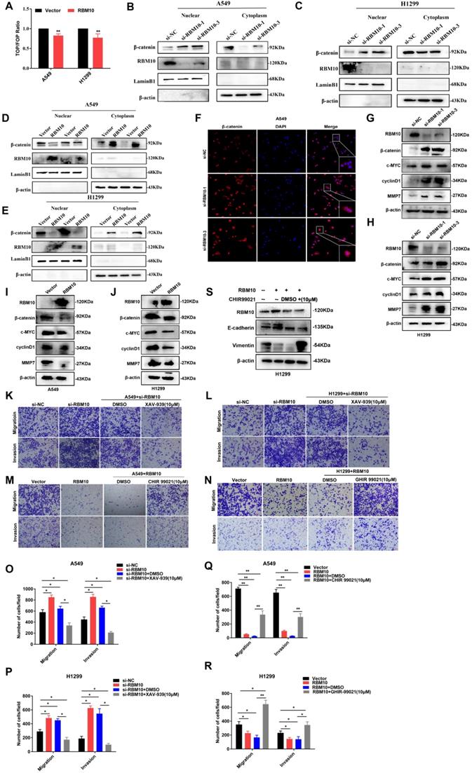 Int J Biol Sci Image