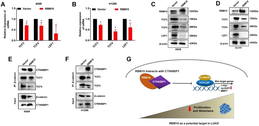 Int J Biol Sci Image