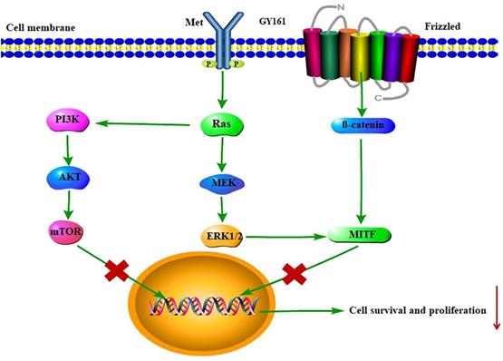 Int J Biol Sci Image