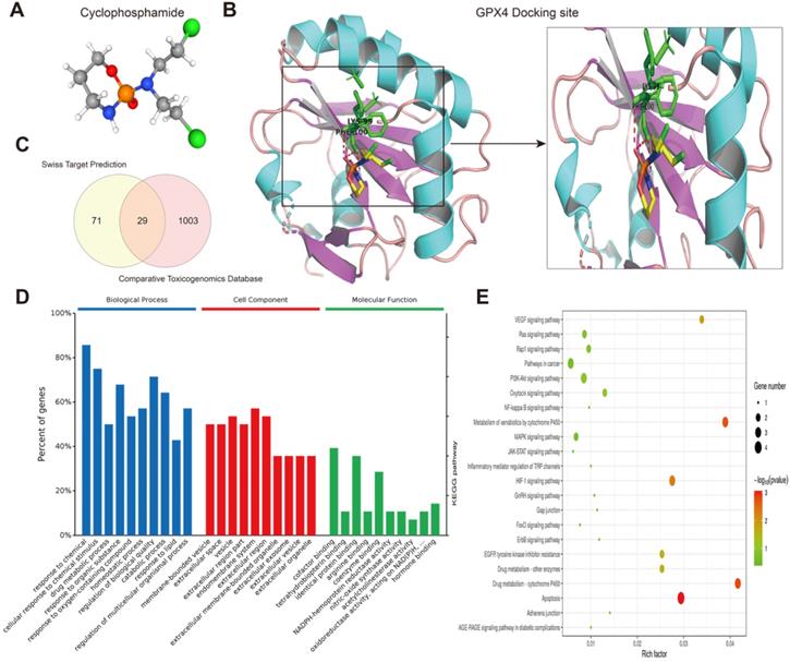 Int J Biol Sci Image