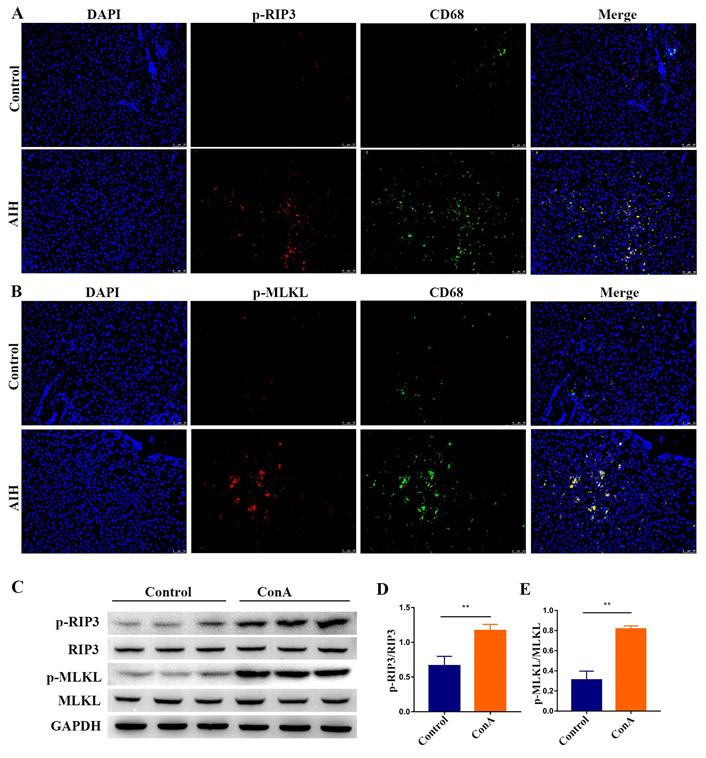 Int J Biol Sci Image