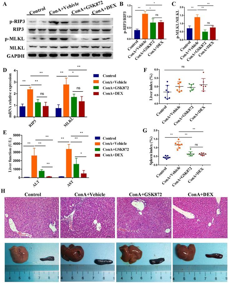 Int J Biol Sci Image