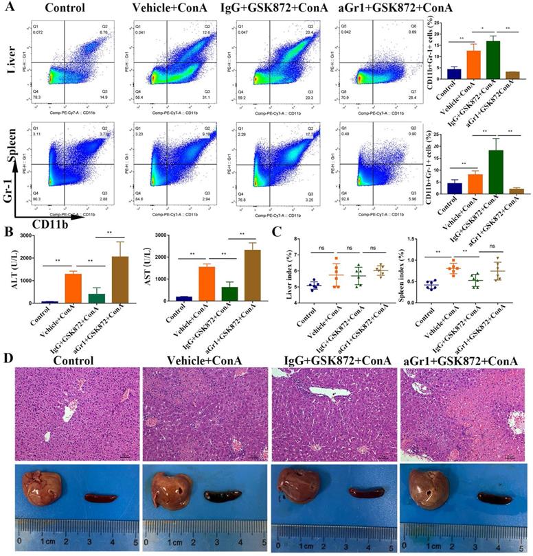 Int J Biol Sci Image