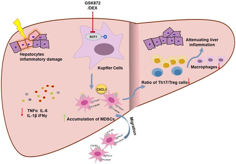 Int J Biol Sci Image