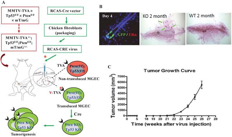 Int J Biol Sci Image