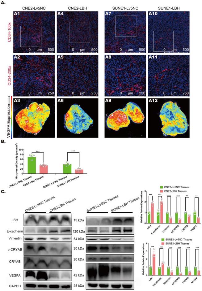 Int J Biol Sci Image