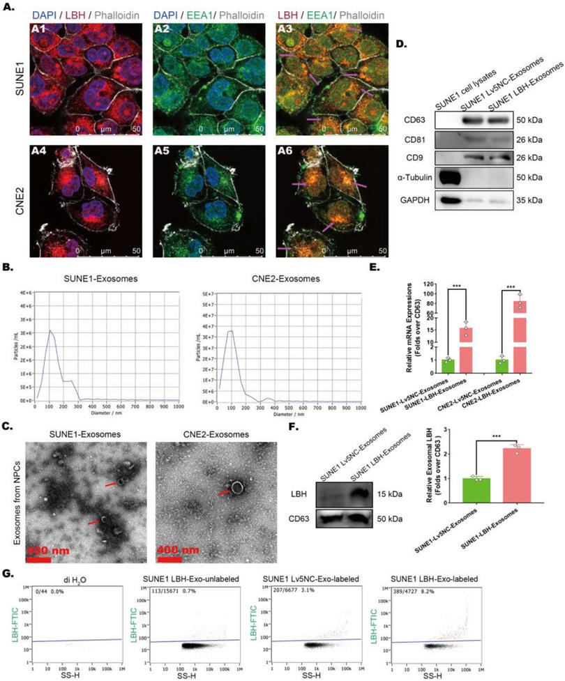 Int J Biol Sci Image