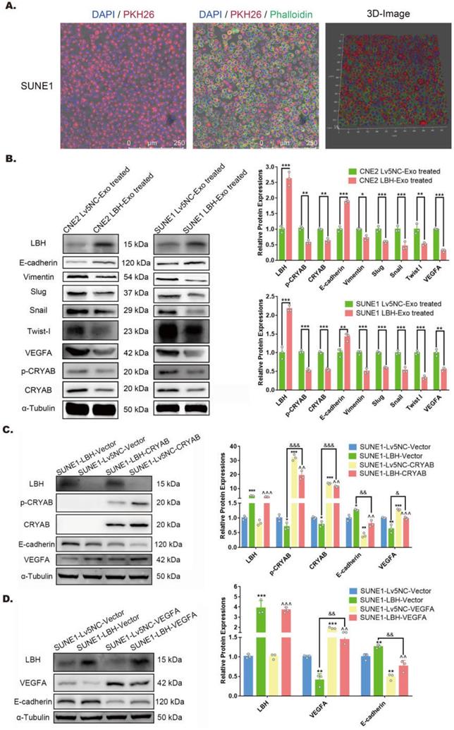 Int J Biol Sci Image