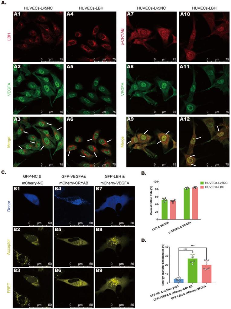 Int J Biol Sci Image