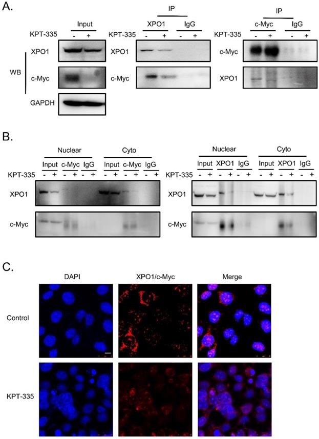 Int J Biol Sci Image