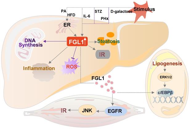 Int J Biol Sci Image