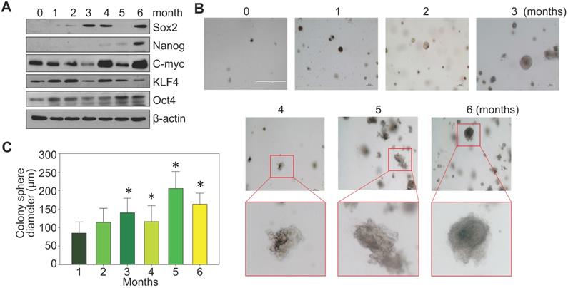 Int J Biol Sci Image