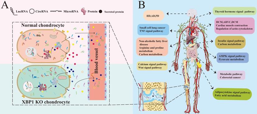 Int J Biol Sci Image