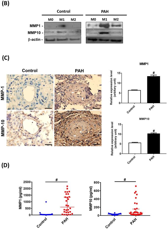 Int J Biol Sci Image