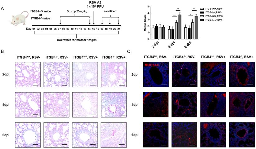 Int J Biol Sci Image