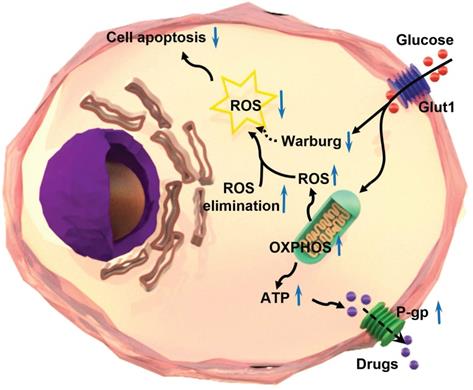 Int J Biol Sci Image