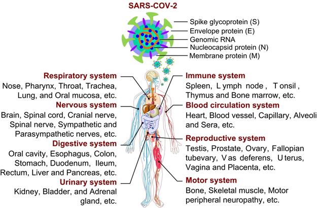 Int J Biol Sci Image