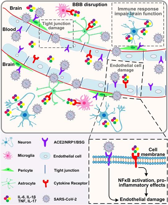 Int J Biol Sci Image