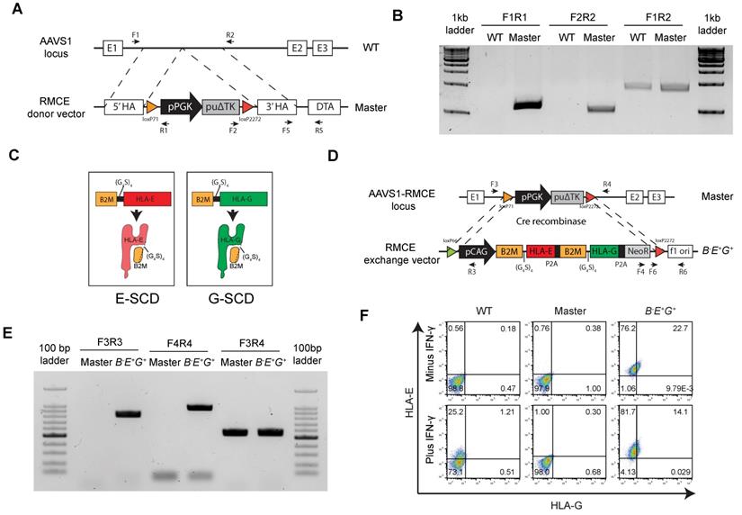 Int J Biol Sci Image