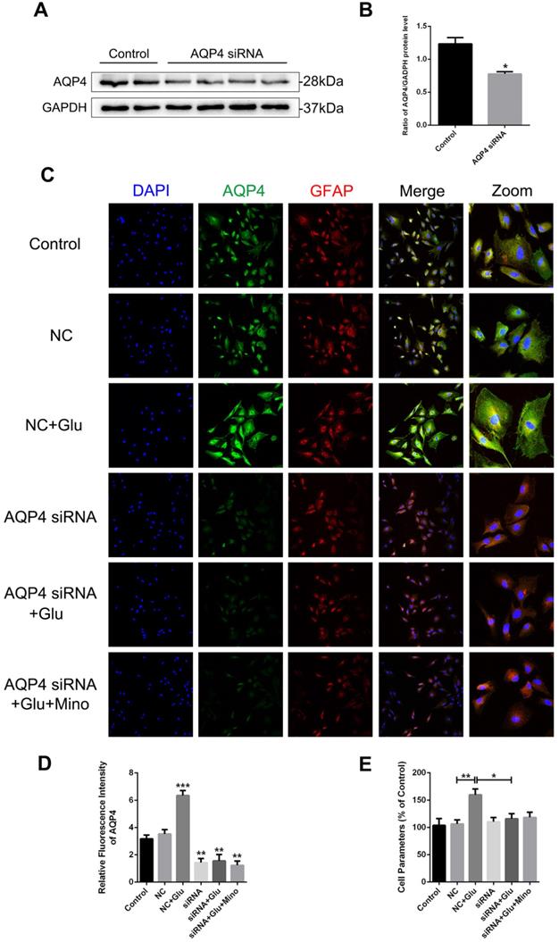 Int J Biol Sci Image