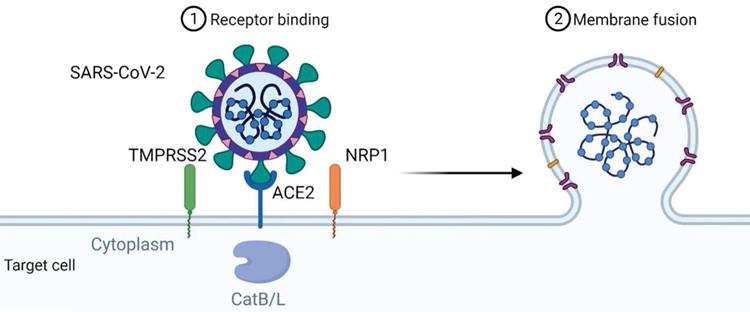 Int J Biol Sci Image