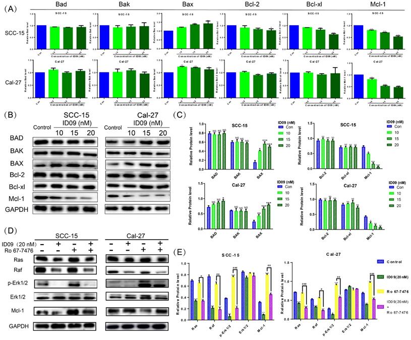 Int J Biol Sci Image