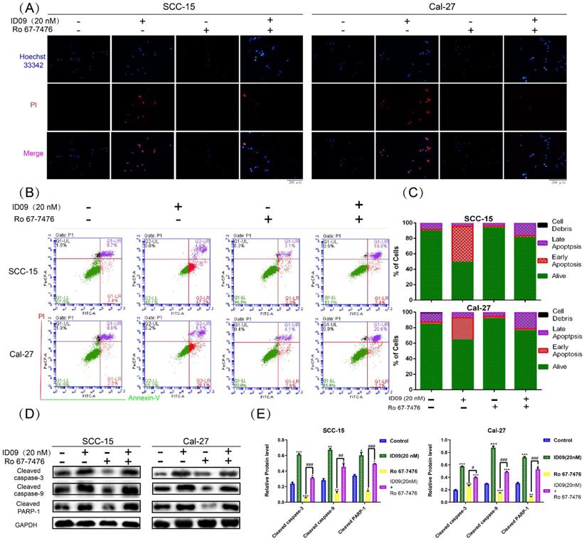 Int J Biol Sci Image