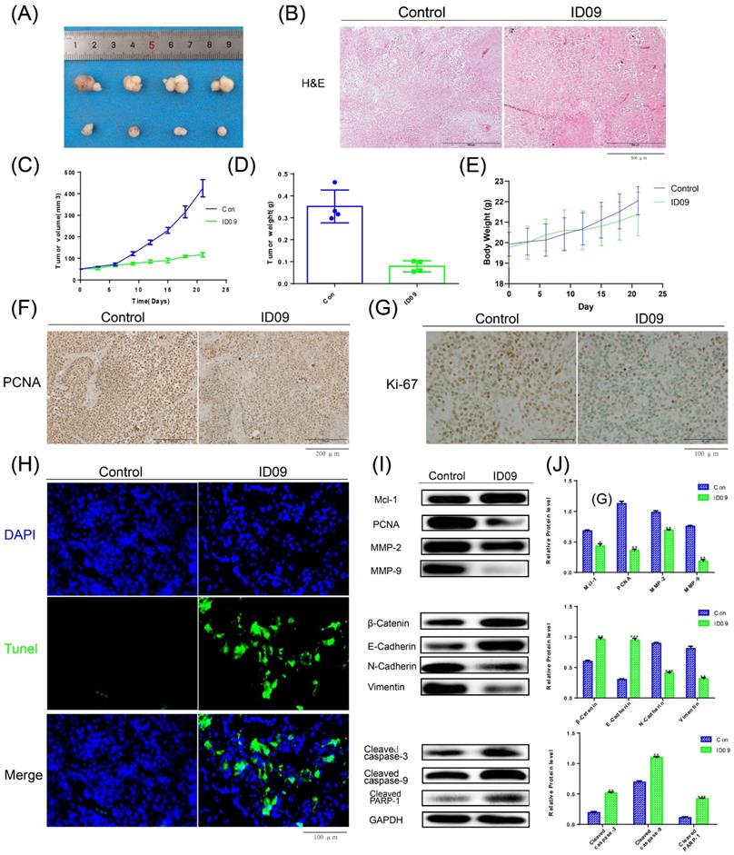 Int J Biol Sci Image