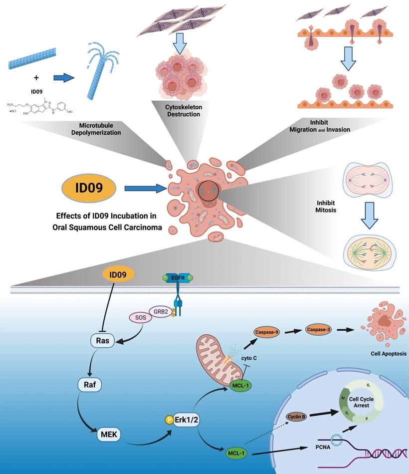 Int J Biol Sci Image