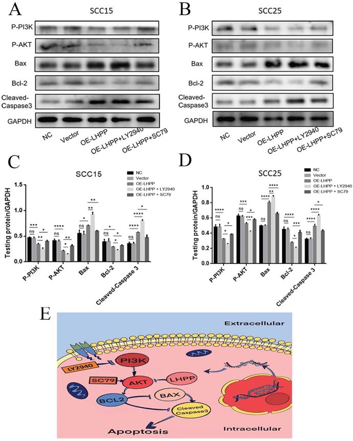 Int J Biol Sci Image