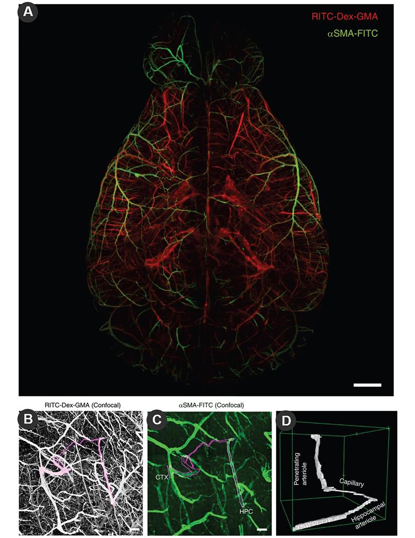 Int J Biol Sci Image