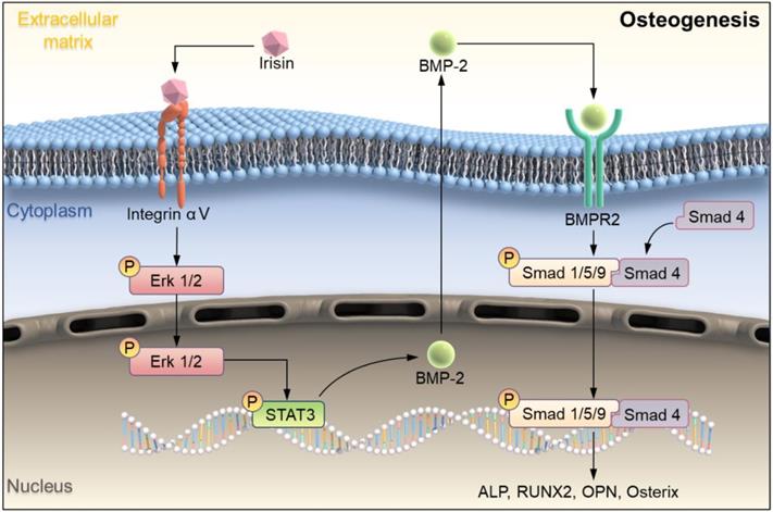 Int J Biol Sci Image