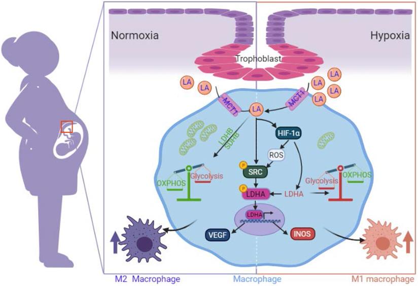 Int J Biol Sci Image