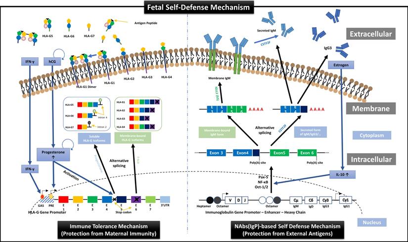 Int J Biol Sci Image