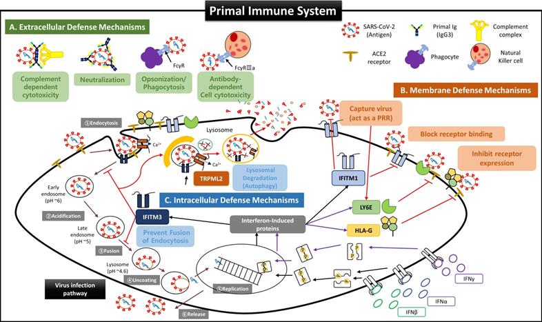 Int J Biol Sci Image