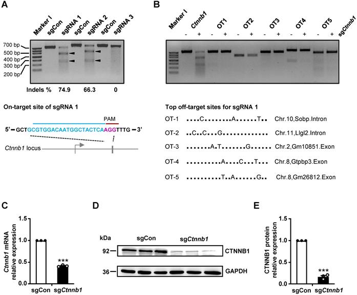 Int J Biol Sci Image