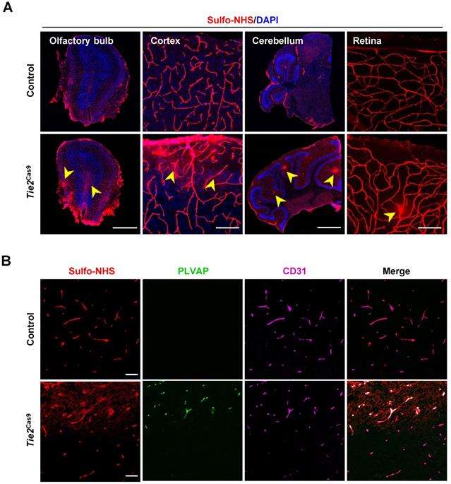 Int J Biol Sci Image