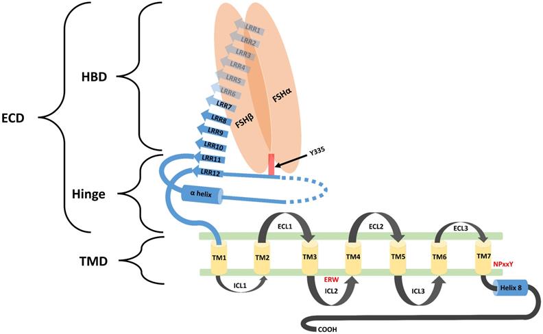 Int J Biol Sci Image