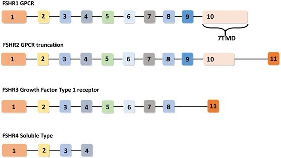 Int J Biol Sci Image