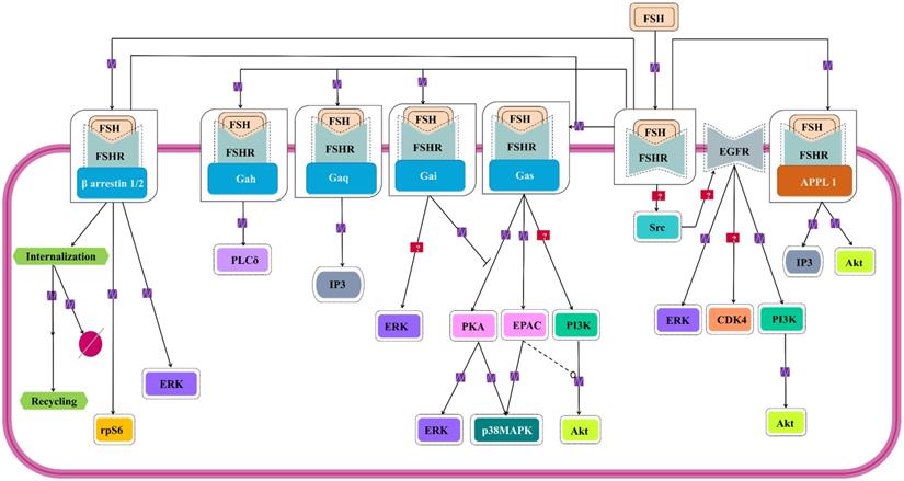 Int J Biol Sci Image