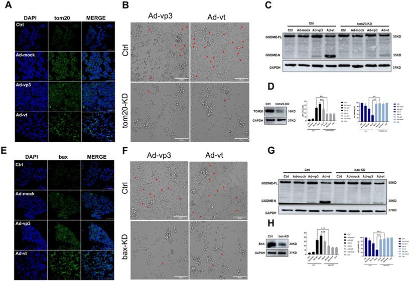 Int J Biol Sci Image