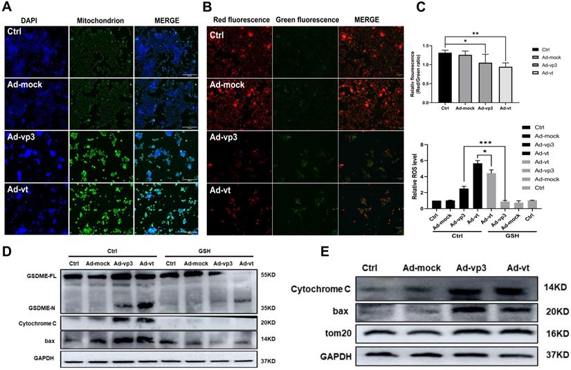 Int J Biol Sci Image