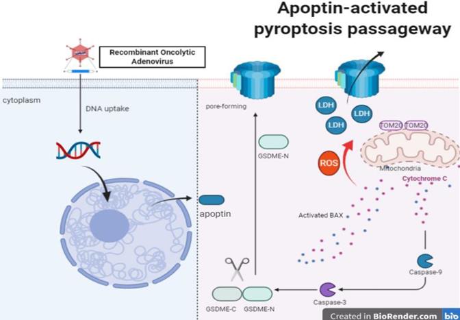 Int J Biol Sci Image