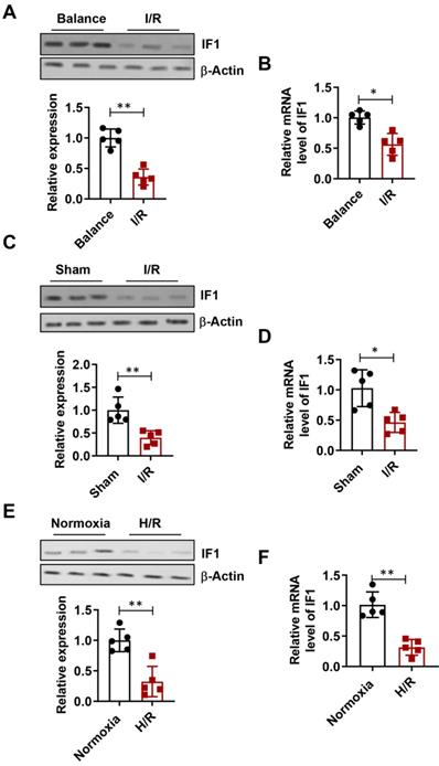 Int J Biol Sci Image