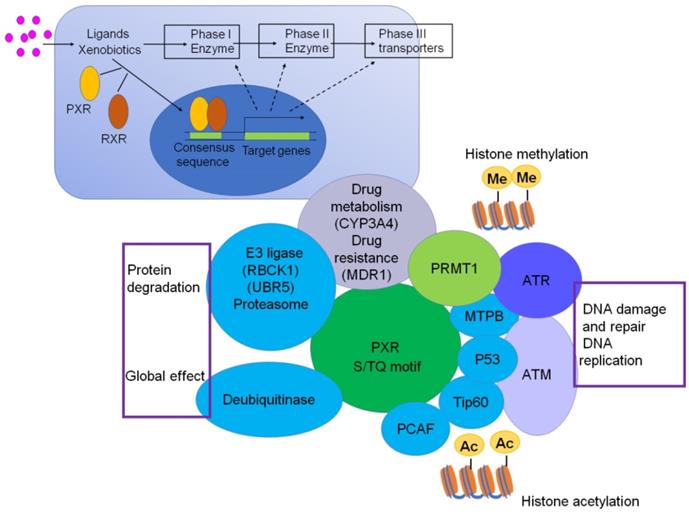 Int J Biol Sci Image