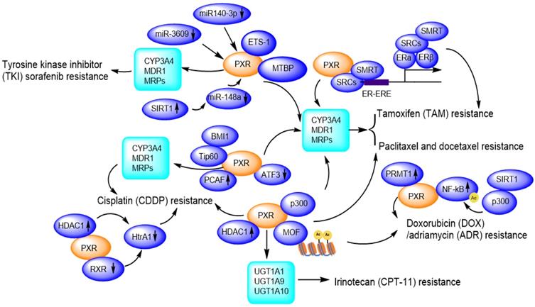 Int J Biol Sci Image