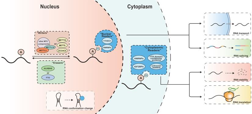 Int J Biol Sci Image