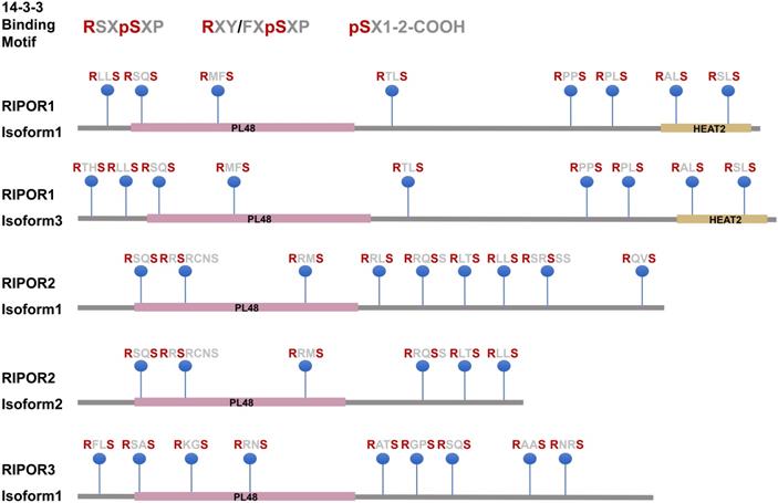 Int J Biol Sci Image