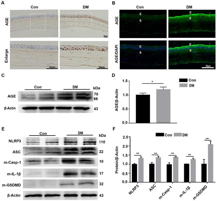 Int J Biol Sci Image